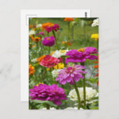 "Zinnias 3." Briefkaart (Voorkant / Achterkant)
