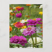 "Zinnias 3." Briefkaart (Voorkant)