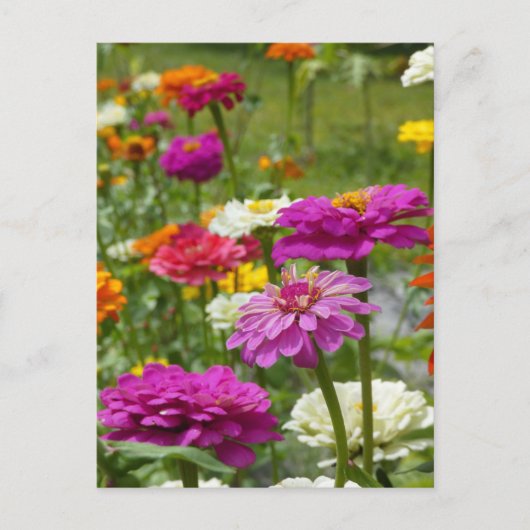 "Zinnias 3." Briefkaart (Voorkant)