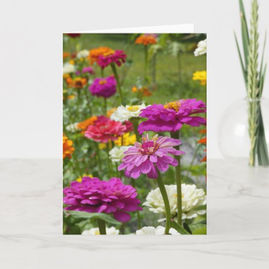 Zinnias 3. Wenskaart Kaart (Voorkant)