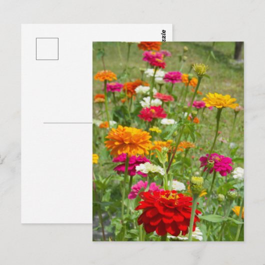"Zinnias 4." Briefkaart (Voorkant / Achterkant)