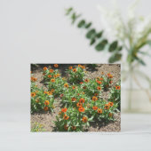 Zinnias Briefkaart (Staand voorkant)
