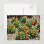 Zinnias Briefkaart (Voorkant / Achterkant)