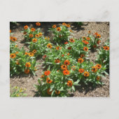 Zinnias Briefkaart (Voorkant)