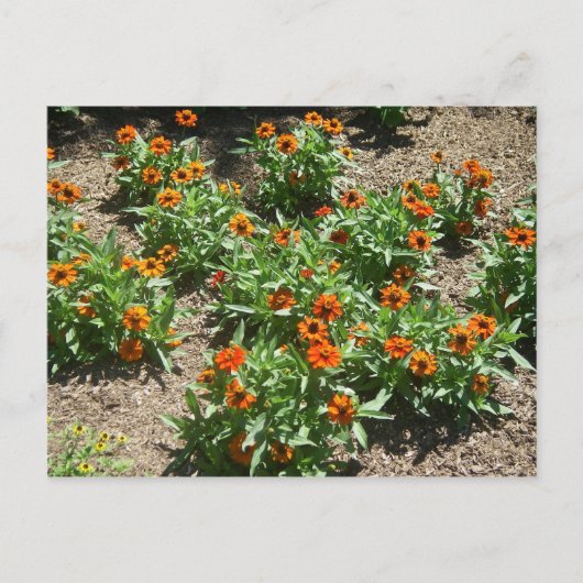 Zinnias Briefkaart (Voorkant)