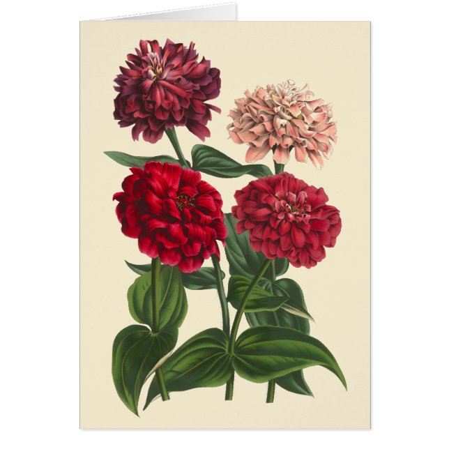  Zinnias door Louis Benoit van Houtte (Voorkant)