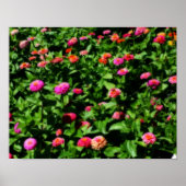 Zinnias Flower Orton-effect Poster (Voorkant)