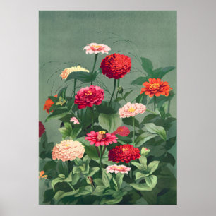 Zinnias Poster