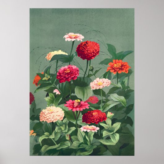 Zinnias Poster (Voorkant)