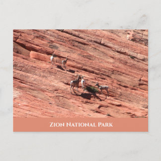 Zion Bighorn Sheep Briefkaart