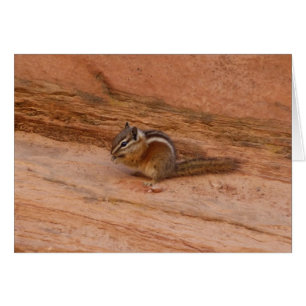 Zion Chipmunk op Red Rocks