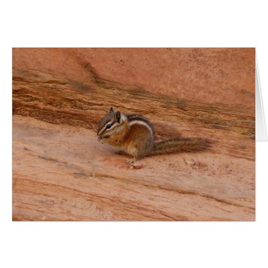 Zion Chipmunk op Red Rocks (Voorkant Horizontaal)