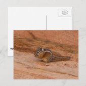 Zion Chipmunk op Red Rocks Briefkaart (Voorkant / Achterkant)