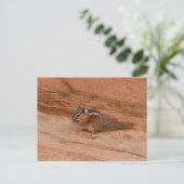 Zion Chipmunk op Red Rocks Briefkaart (Staand voorkant)