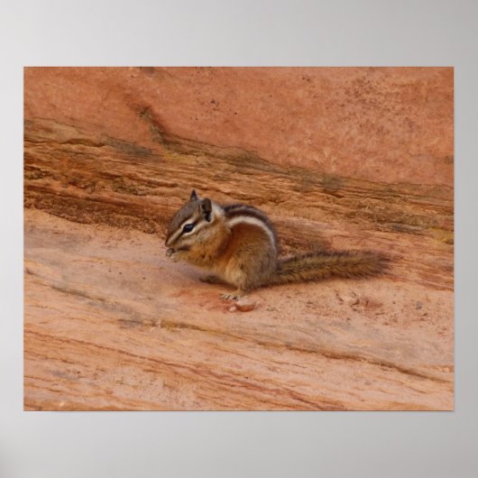 Zion Chipmunk op Red Rocks Poster (Voorkant)