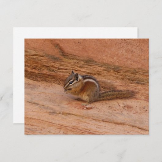 Zion Chipmunk op Rode Rotsen (Voorkant / Achterkant)