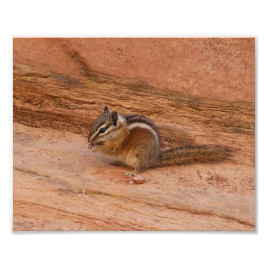 Zion Chipmunk op Rode Rotsen Foto Afdruk (Voorkant)