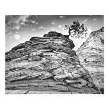 Zion National Park Bonsai Tree Black en White