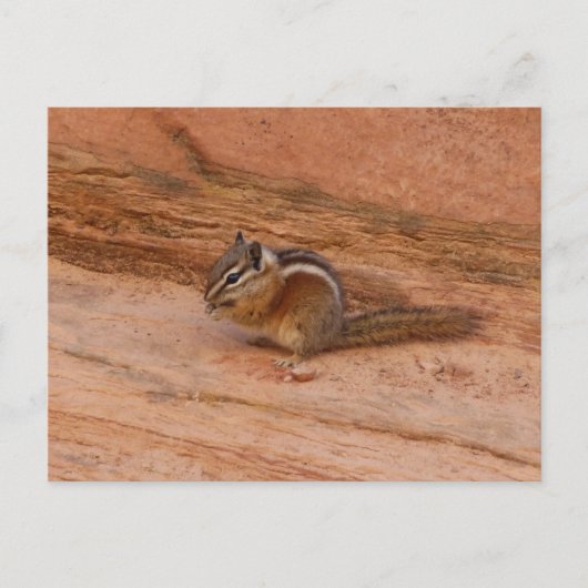 Zion Wangsquirrel op Rode Rotsen Briefkaart (Voorkant)