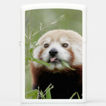 Zippo Lighter Foto red panda, animal 0615.