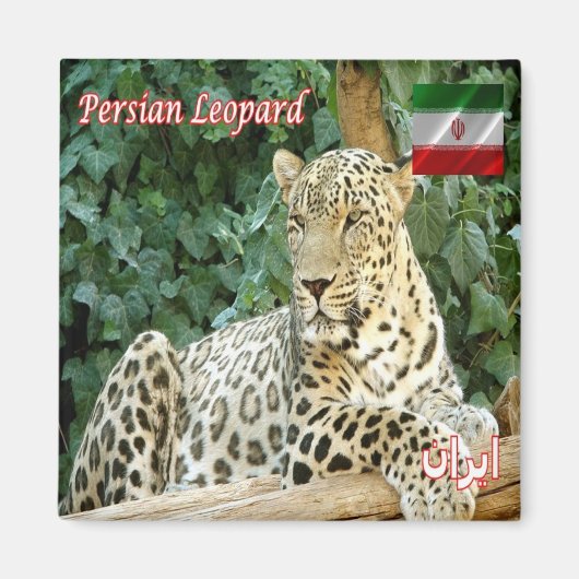 zIR006 PERSIAN LEOPARD, Iran, Azië, Fridge Magneet (Voorkant)