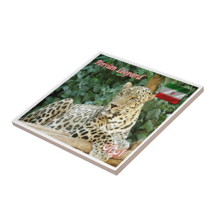 zIR006 PERZISCHE LUIPAARD, Iran, Azië, Tegeltje