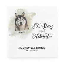 Zit, Blijf & Vier Alasken Malamute Hond Foto