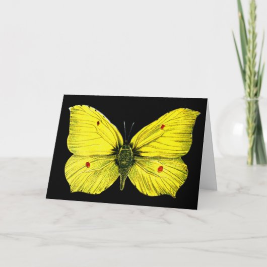 Zitronenfalter Kaart (Voorkant)