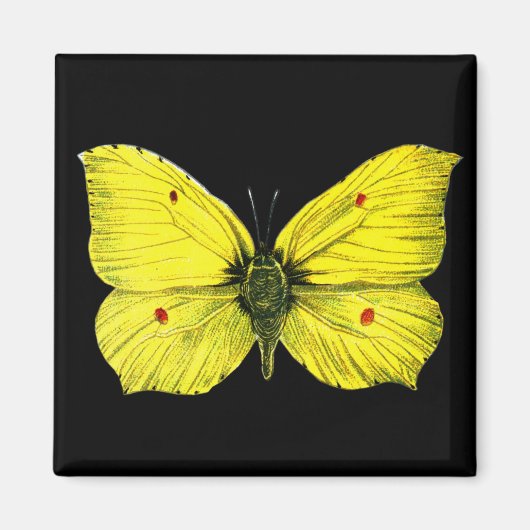 Zitronenfalter Magneet (Voorkant)