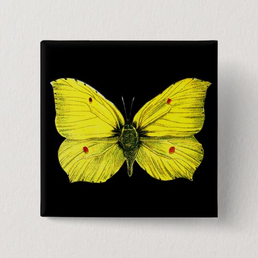 Zitronenfalter Vierkante Button 5,1 Cm (Voorkant)