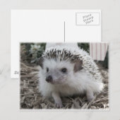 Zitten  briefkaart (Voorkant / Achterkant)