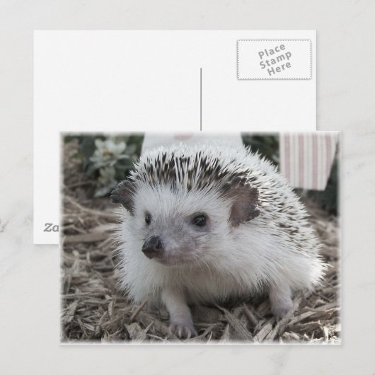 Zitten briefkaart (Voorkant / Achterkant)