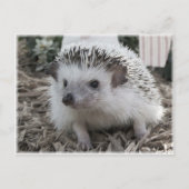 Zitten briefkaart (Voorkant)