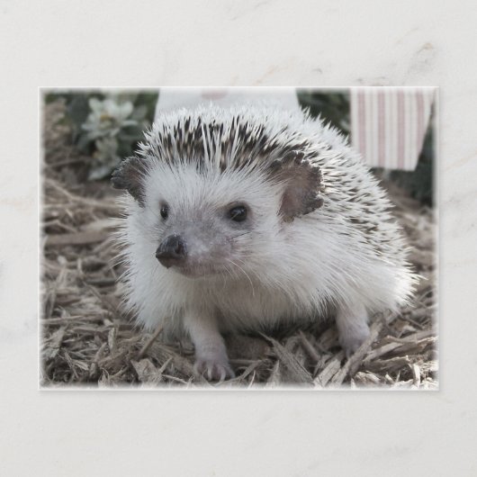 Zitten  briefkaart (Voorkant)