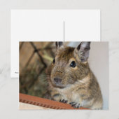 Zitten | Cute Degu Briefkaart (Voorkant / Achterkant)