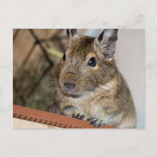 Zitten | Cute Degu Briefkaart