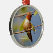 Zitten : Mannelijke Rufous Hummingbird Metalen Ornament (Rechts)