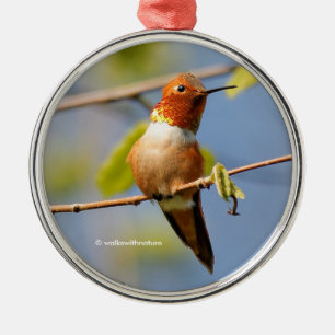Zitten : Mannelijke Rufous Hummingbird Metalen Ornament