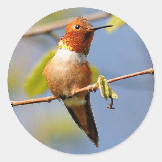 Zitten : Mannelijke Rufous Hummingbird Ronde Sticker (Voorkant)
