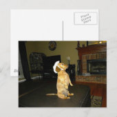 Zitten  of Tv-dachshund bekijken Briefkaart (Voorkant / Achterkant)