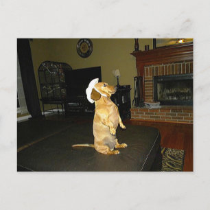 Zitten  of Tv-dachshund bekijken Briefkaart