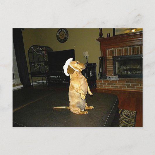 Zitten  of Tv-dachshund bekijken Briefkaart (Voorkant)