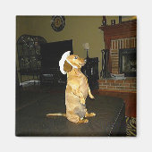 Zitten  of Tv-dachshund bekijken Magneet (Voorkant)