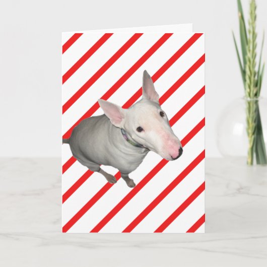 Zittend /Rood en Wit Streep-Kerstmis Kaart (Voorkant)