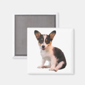 Zittend vest Welsh Corgi Puppy Magneet (Voorkant / Achterkant)