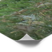 Zittend zwaan Poster (Hoek)