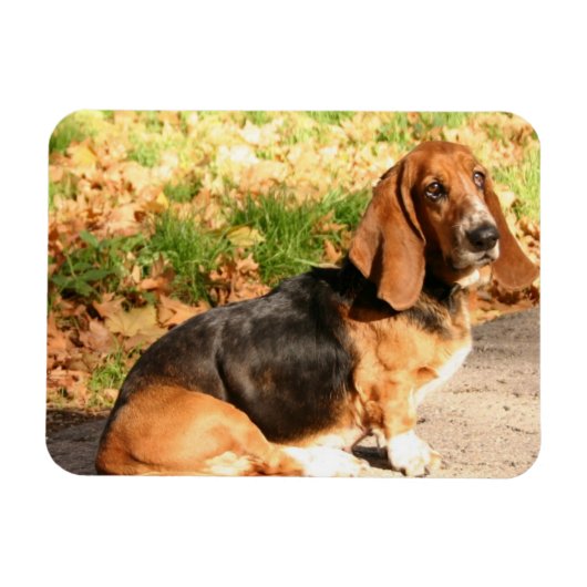 Zittende Basset Hound flexibele magneet (Horizontaal)