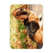 Zittende Basset Hound flexibele magneet (Verticaal)