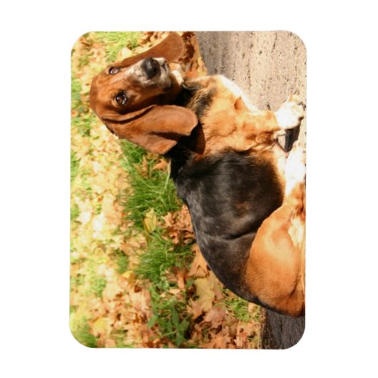 Zittende Basset Hound flexibele magneet (Verticaal)