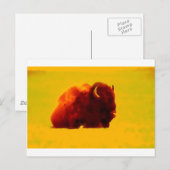 Zittende bizon briefkaart (Voorkant / Achterkant)